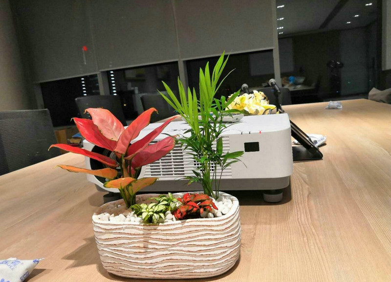 綠植租擺銷售 (3)